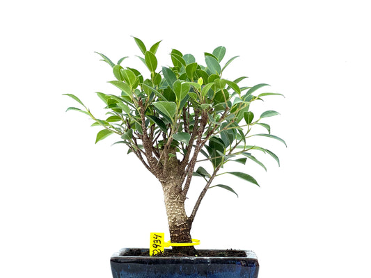 Ficus Tiger Bark 2934