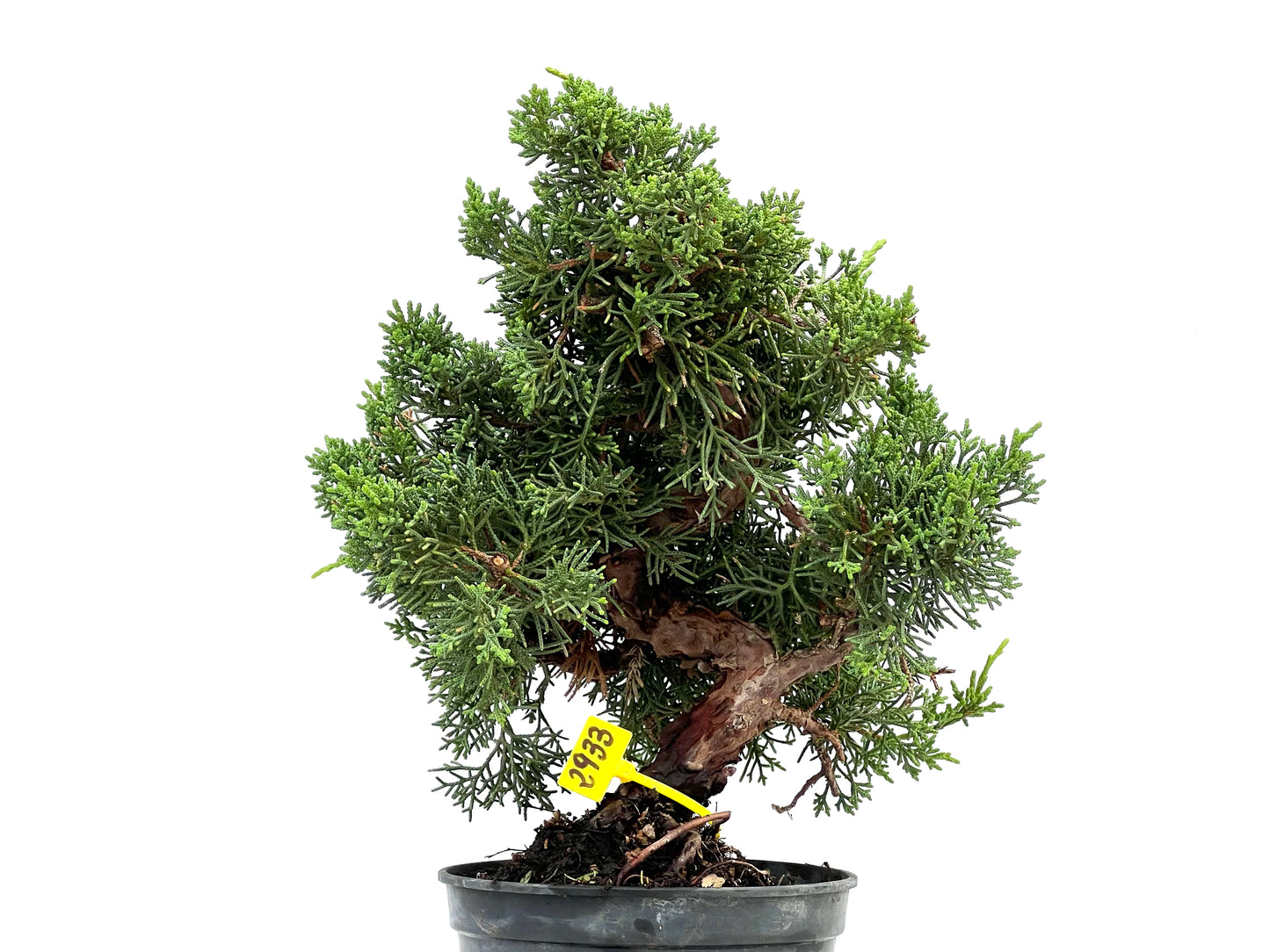 Juniperus Chinensis Kyushu 2933