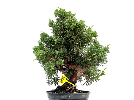 Juniperus Chinensis Kyushu 2933