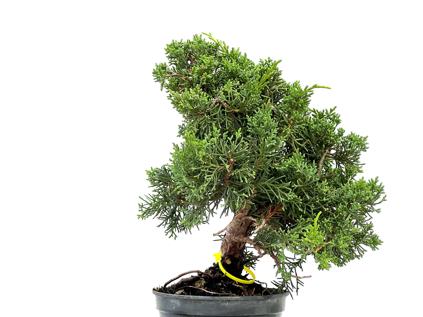 Juniperus Chinensis Kyushu 2933
