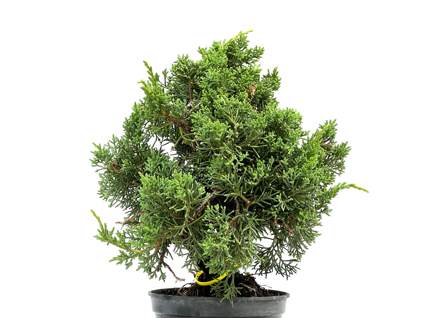 Juniperus Chinensis Kyushu 2933