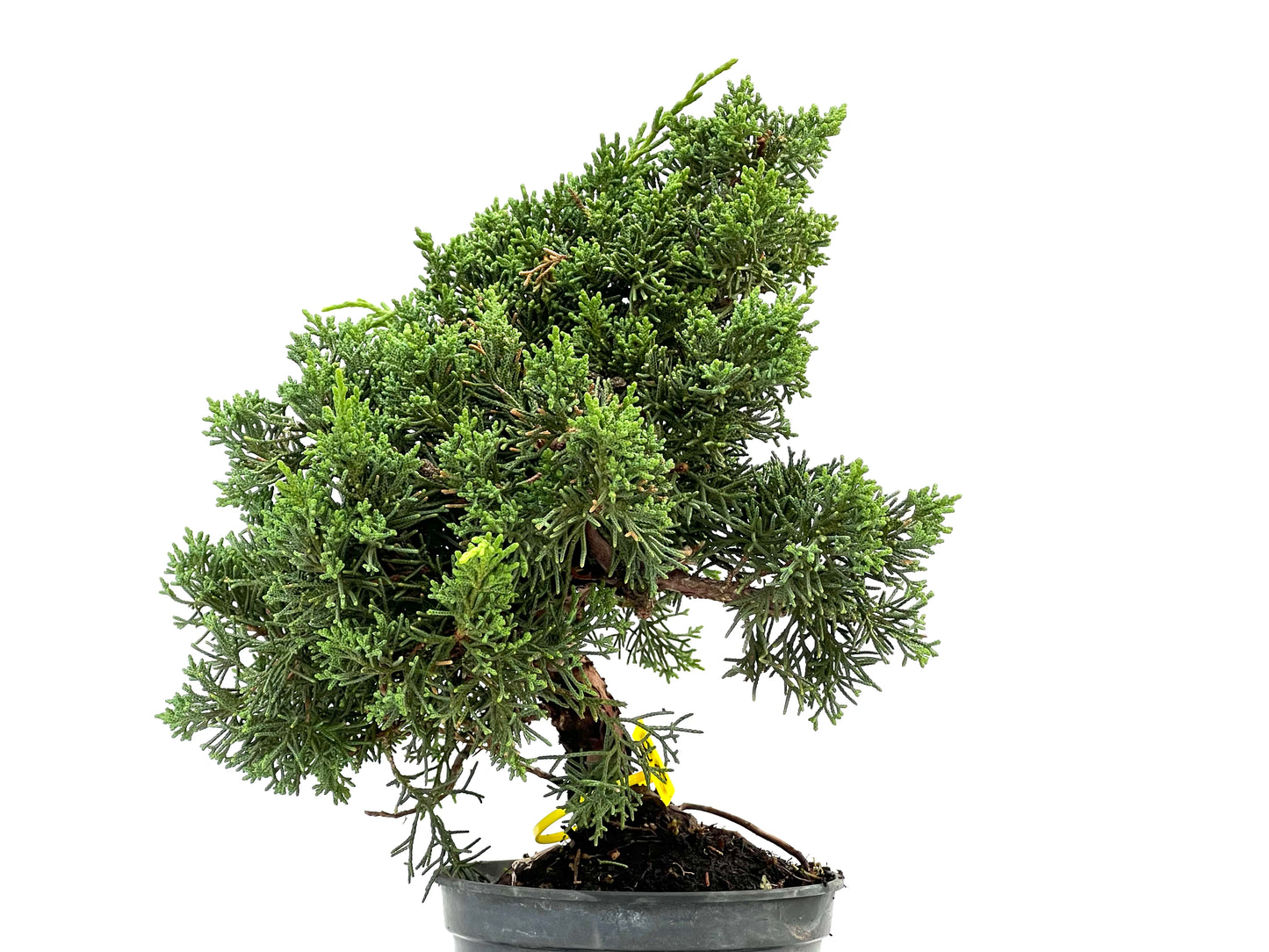 Juniperus Chinensis Kyushu 2933