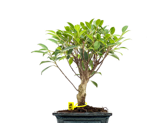 Ficus Tiger Bark 2936