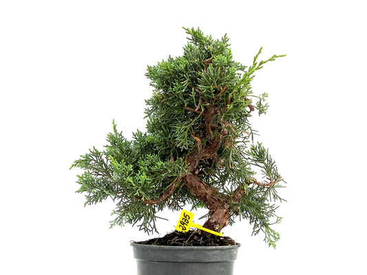 Juniperus Chinensis Kyushu 2935