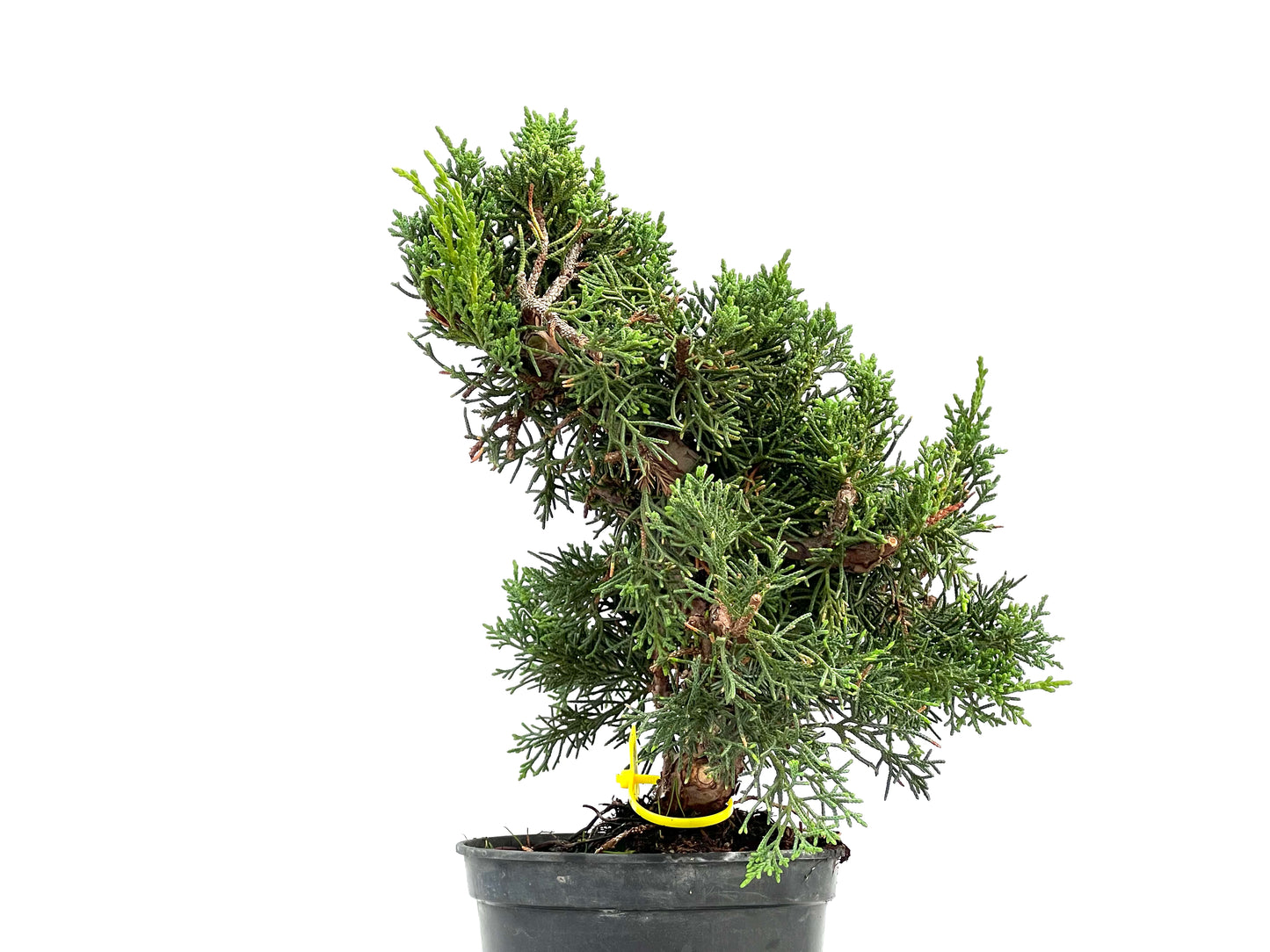 Juniperus Chinensis Kyushu 2935