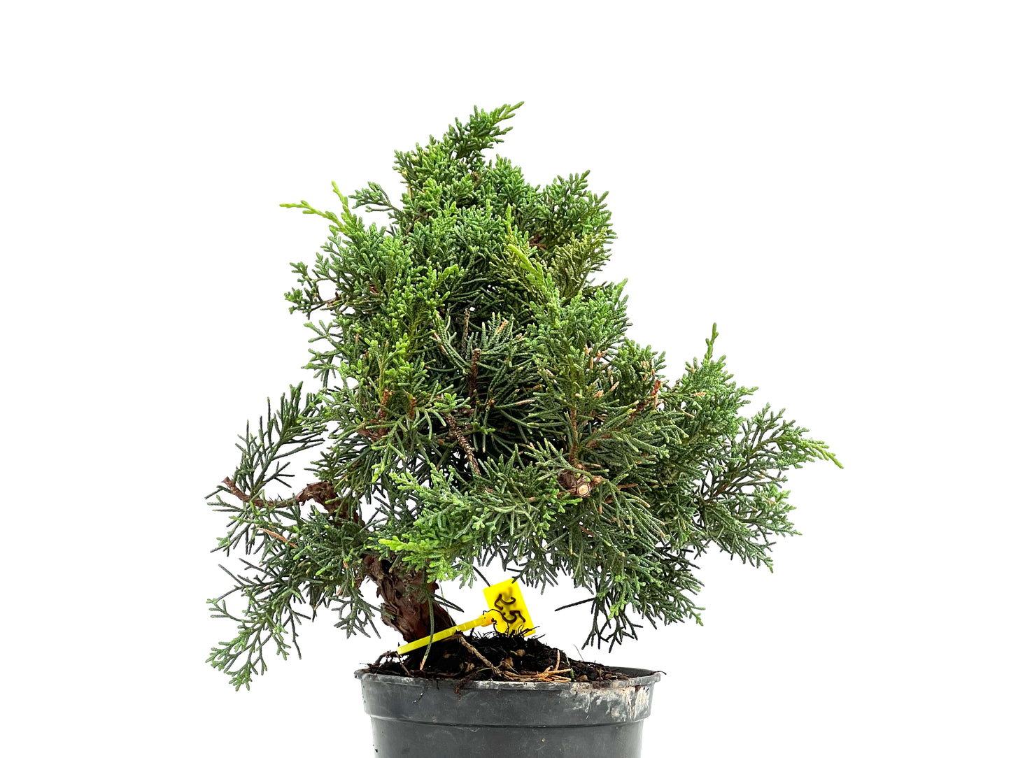 Juniperus Chinensis Kyushu 2935