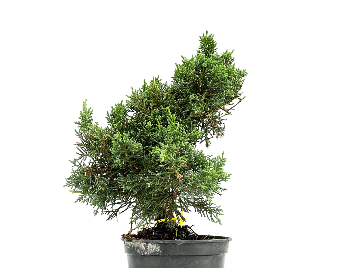 Juniperus Chinensis Kyushu 2935