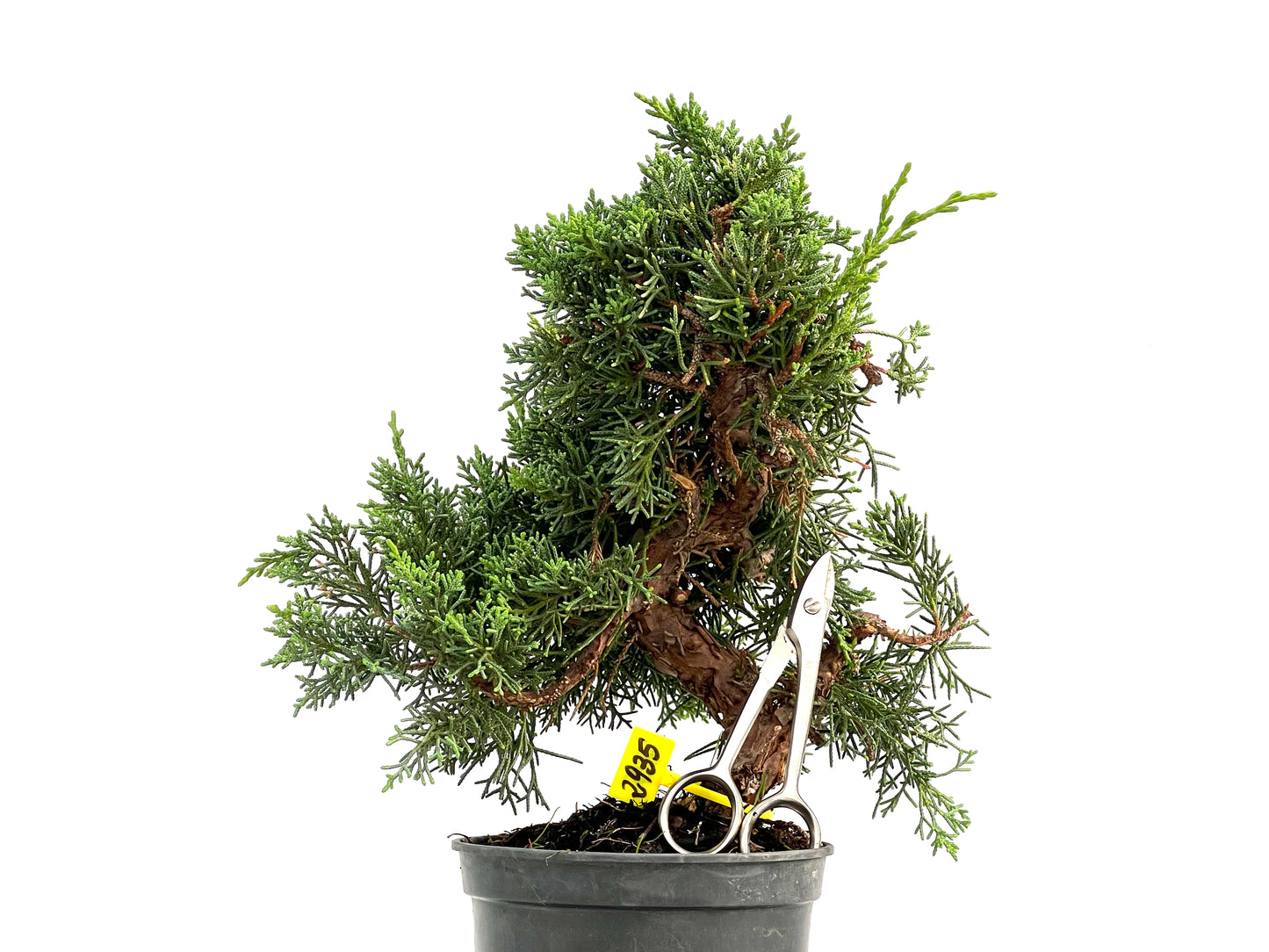 Juniperus Chinensis Kyushu 2935