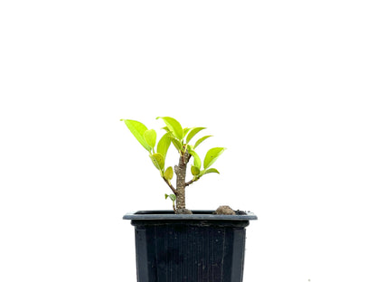 Ficus Tiger Bark