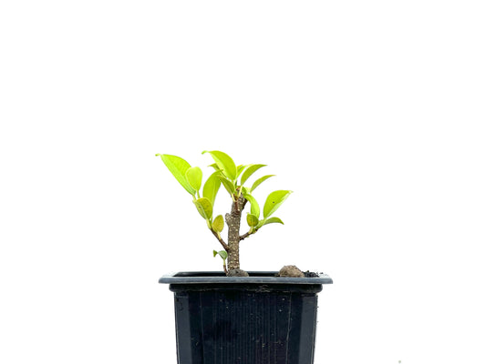 Ficus Tiger Bark