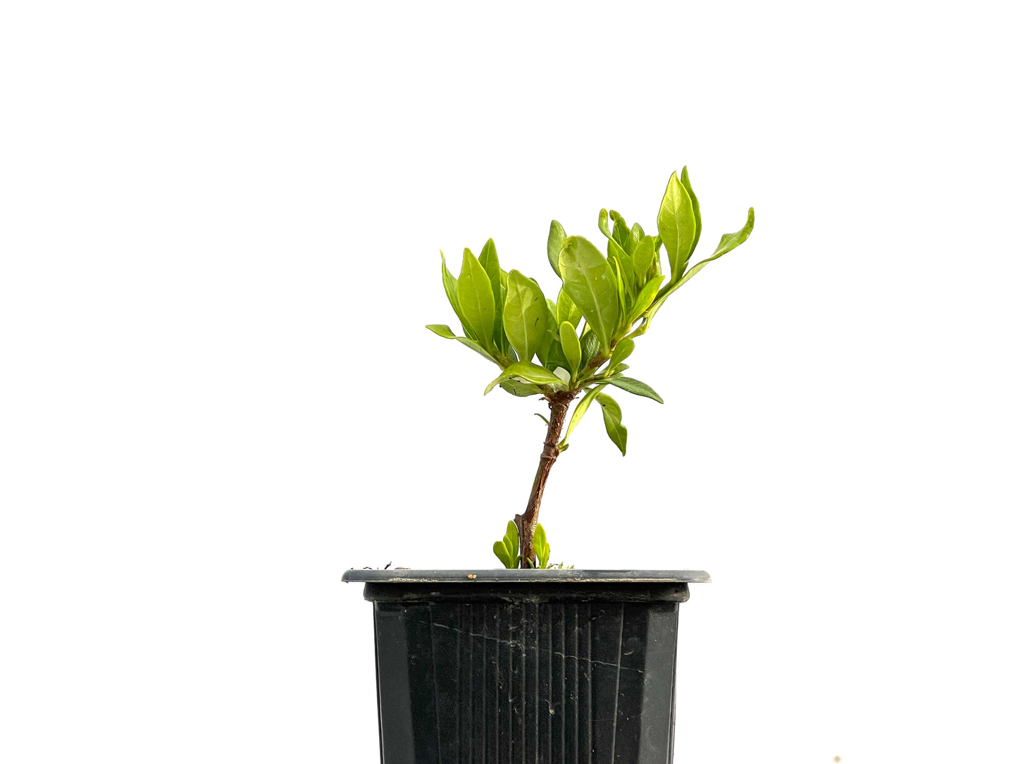Gardenia Jasminoide