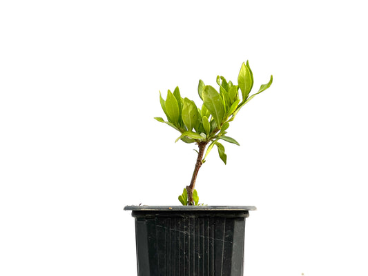 Gardenia Jasminoide