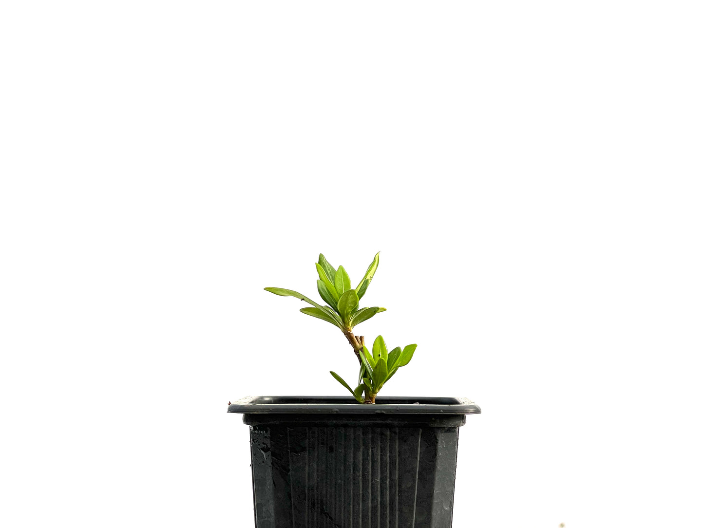 Gardenia Jasminoide