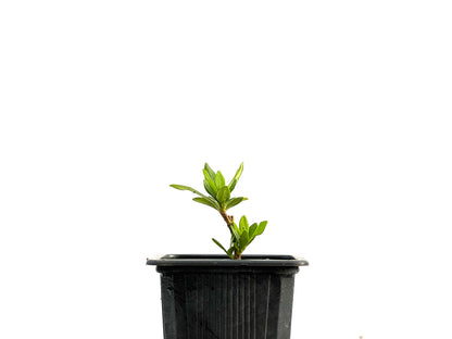 Gardenia Jasminoide