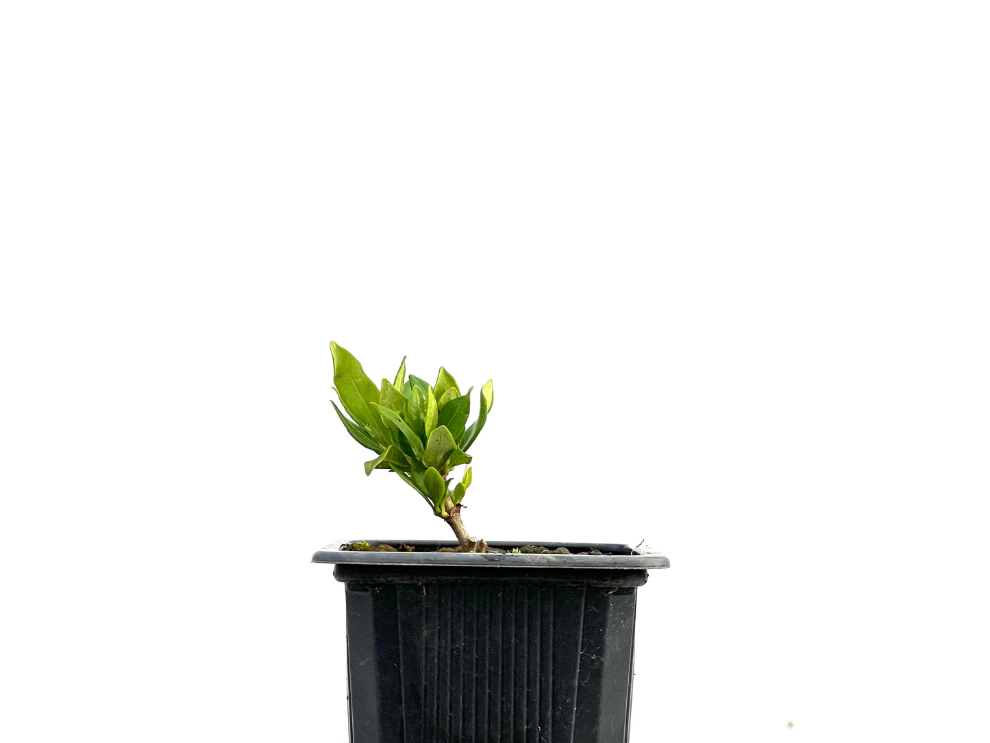 Gardenia Jasminoide