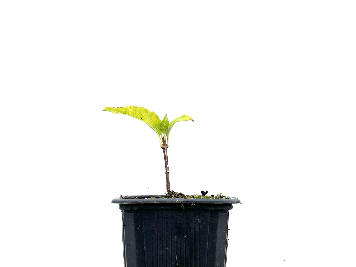Premna Japonica