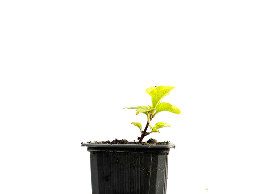 Premna Japonica