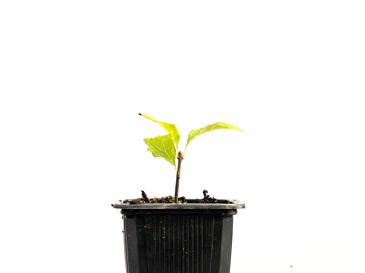 Premna Japonica