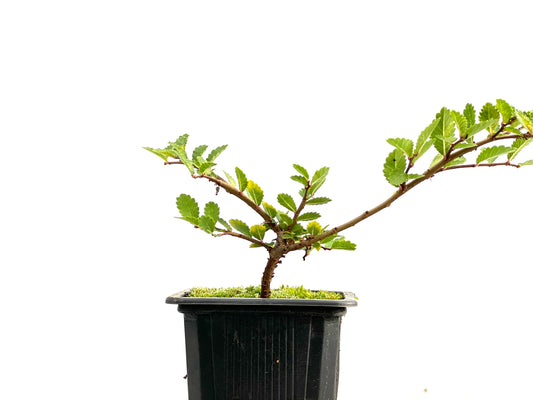 Ulmus Parvifolia