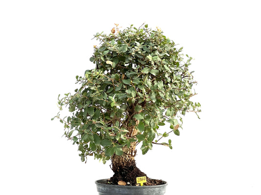 Quercus Suber 2860