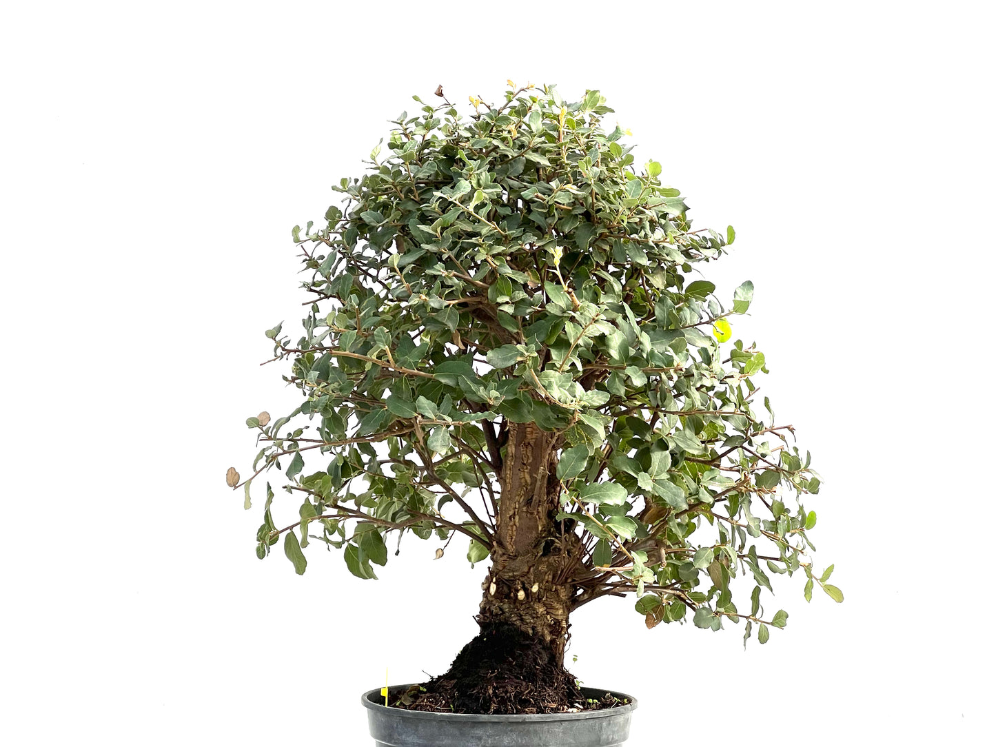 Quercus Suber 2860
