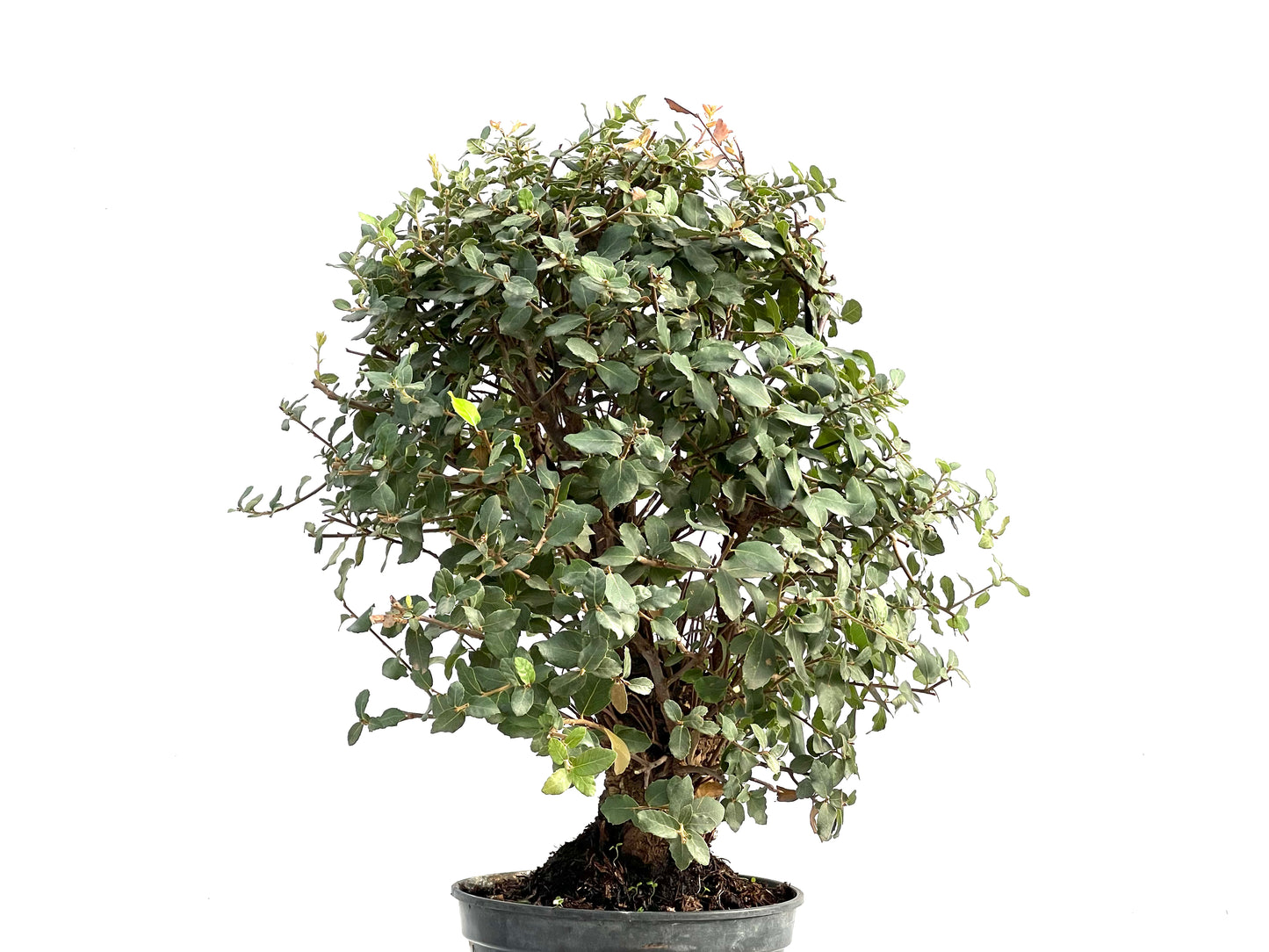 Quercus Suber 2860