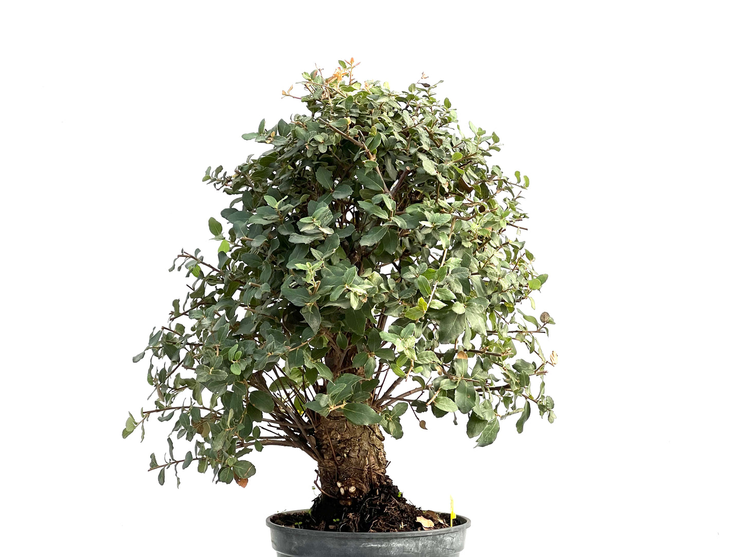 Quercus Suber 2860