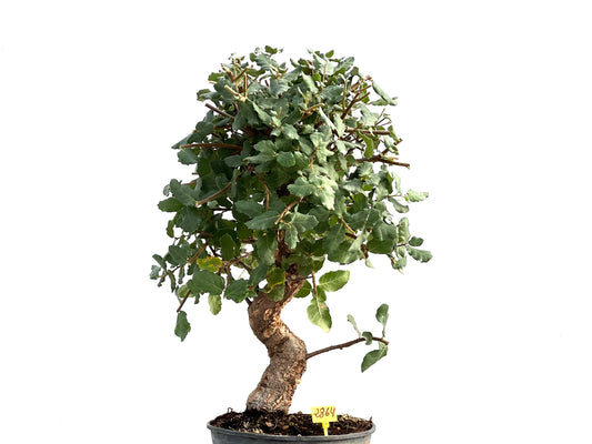 Quercus Suber 2864
