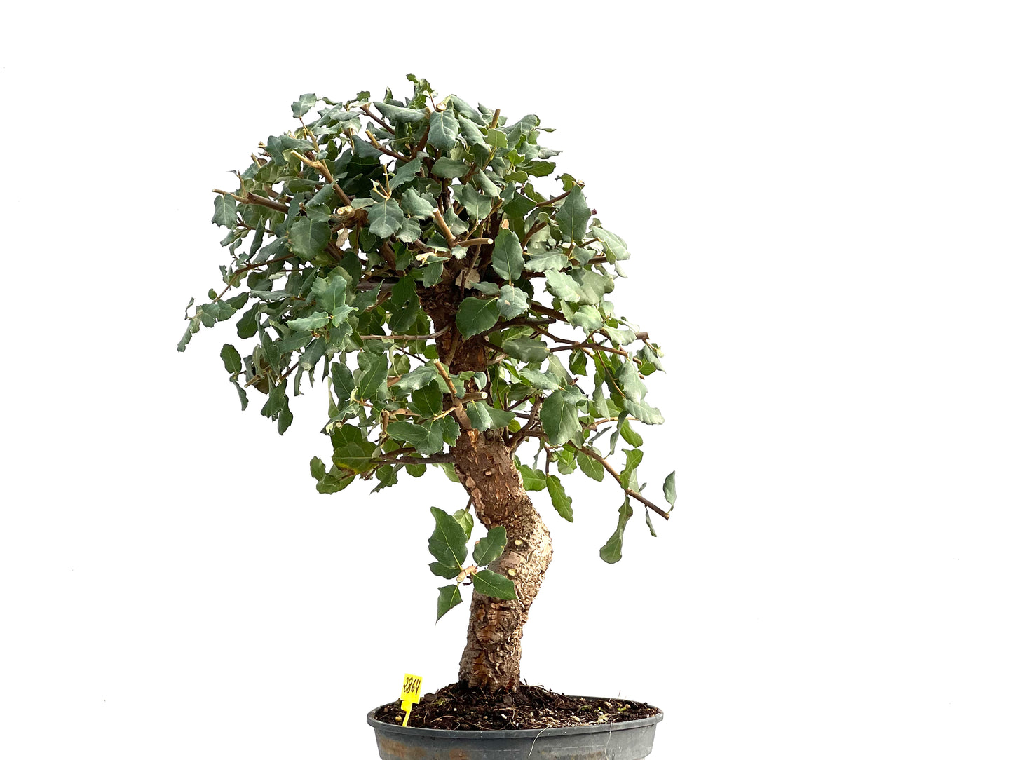 Quercus Suber 2864