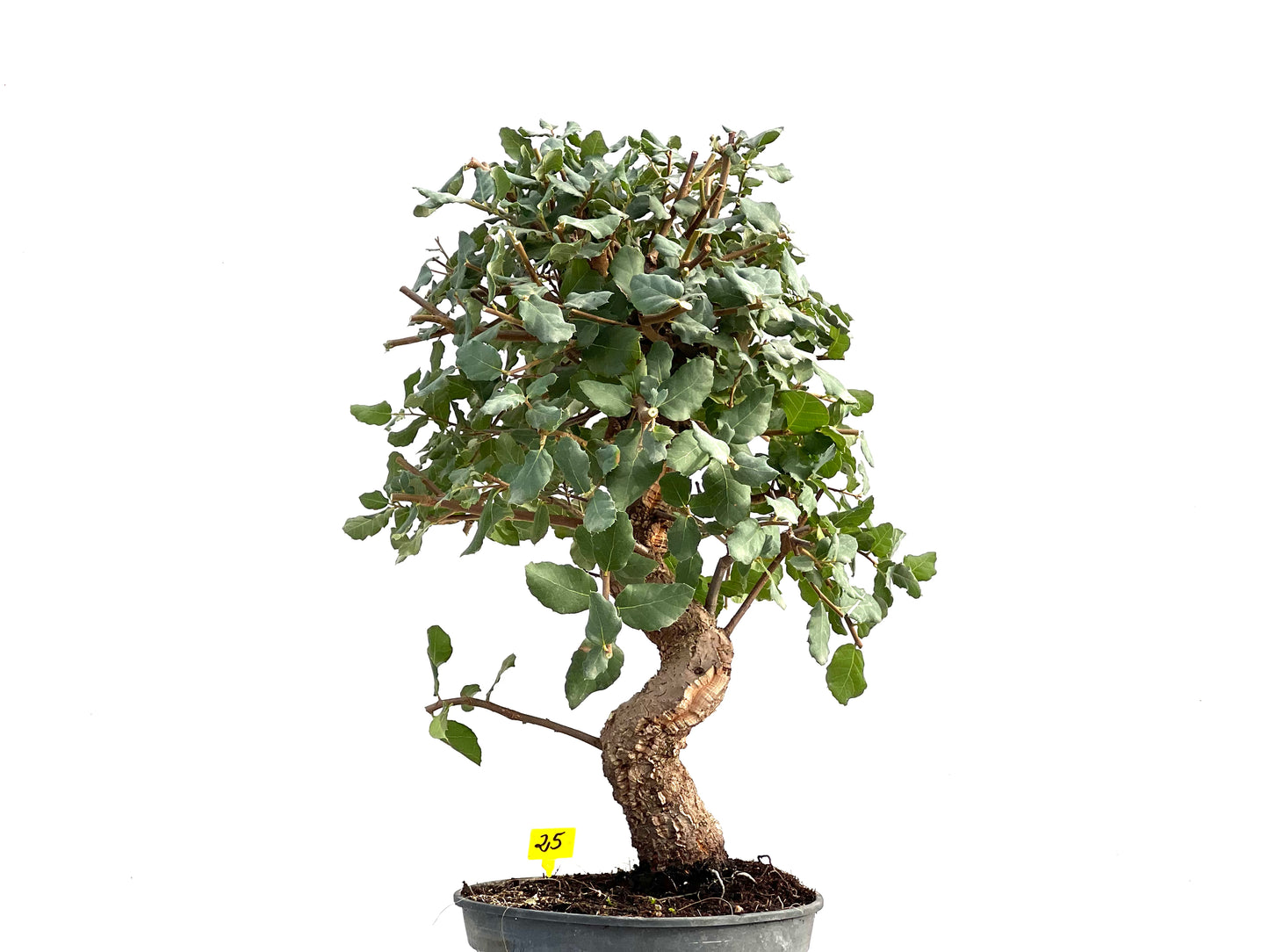 Quercus Suber 2864