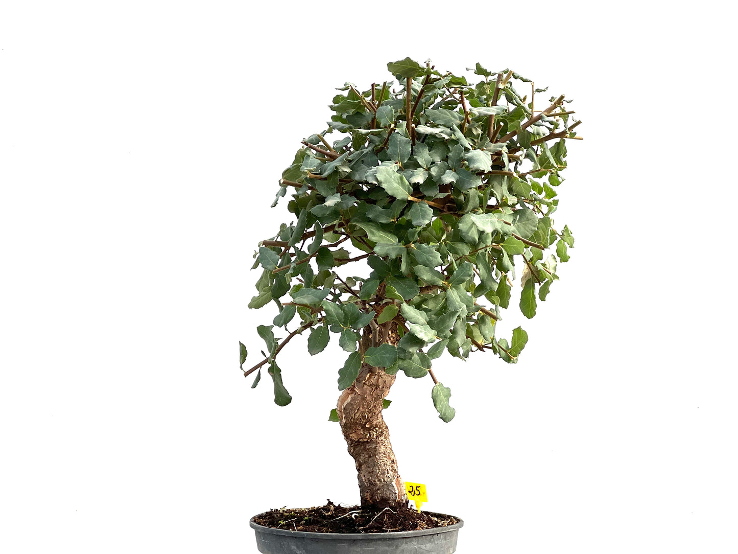 Quercus Suber 2864