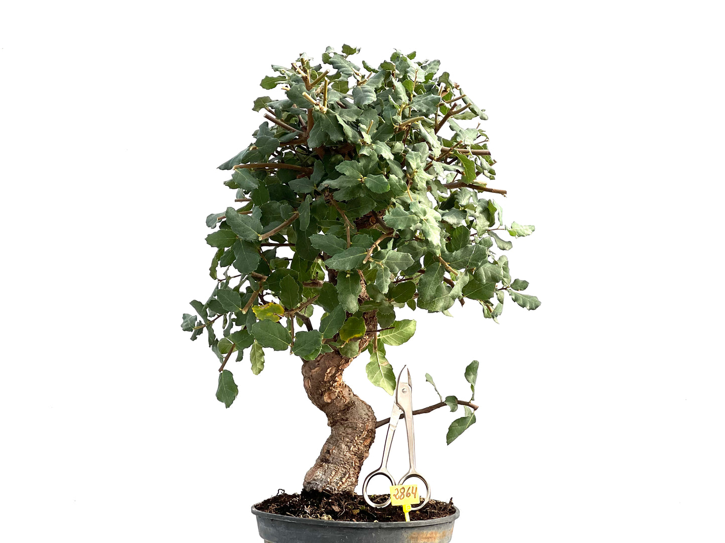 Quercus Suber 2864