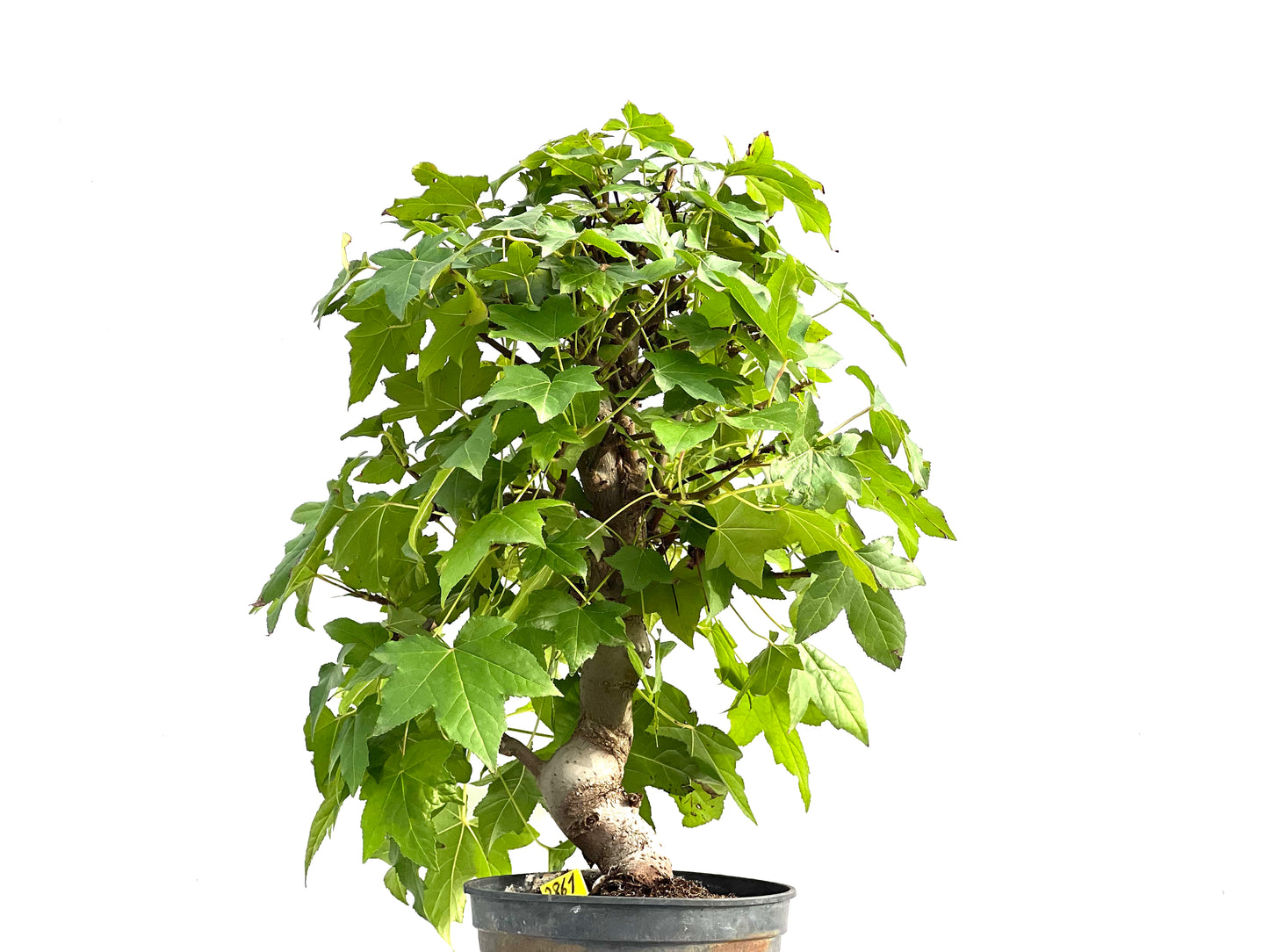 Liquidambar Formosana 2861