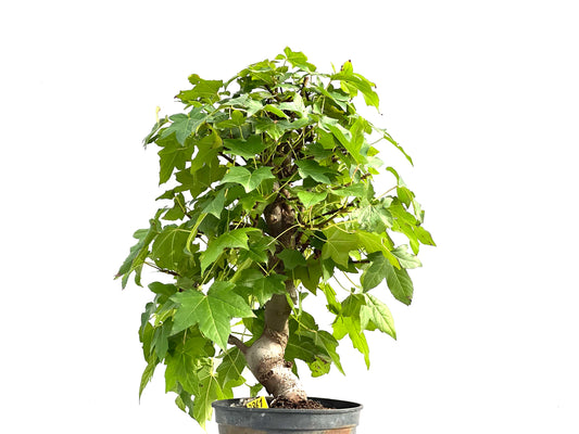 Liquidambar Formosana 2861