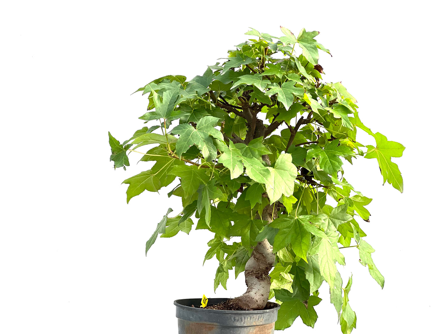 Liquidambar Formosana 2861