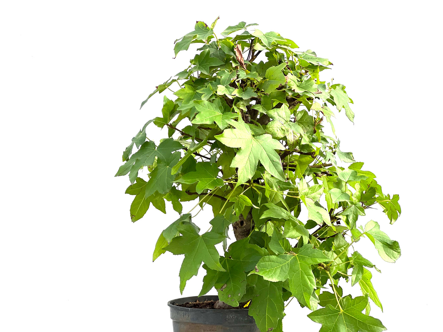 Liquidambar Formosana 2861