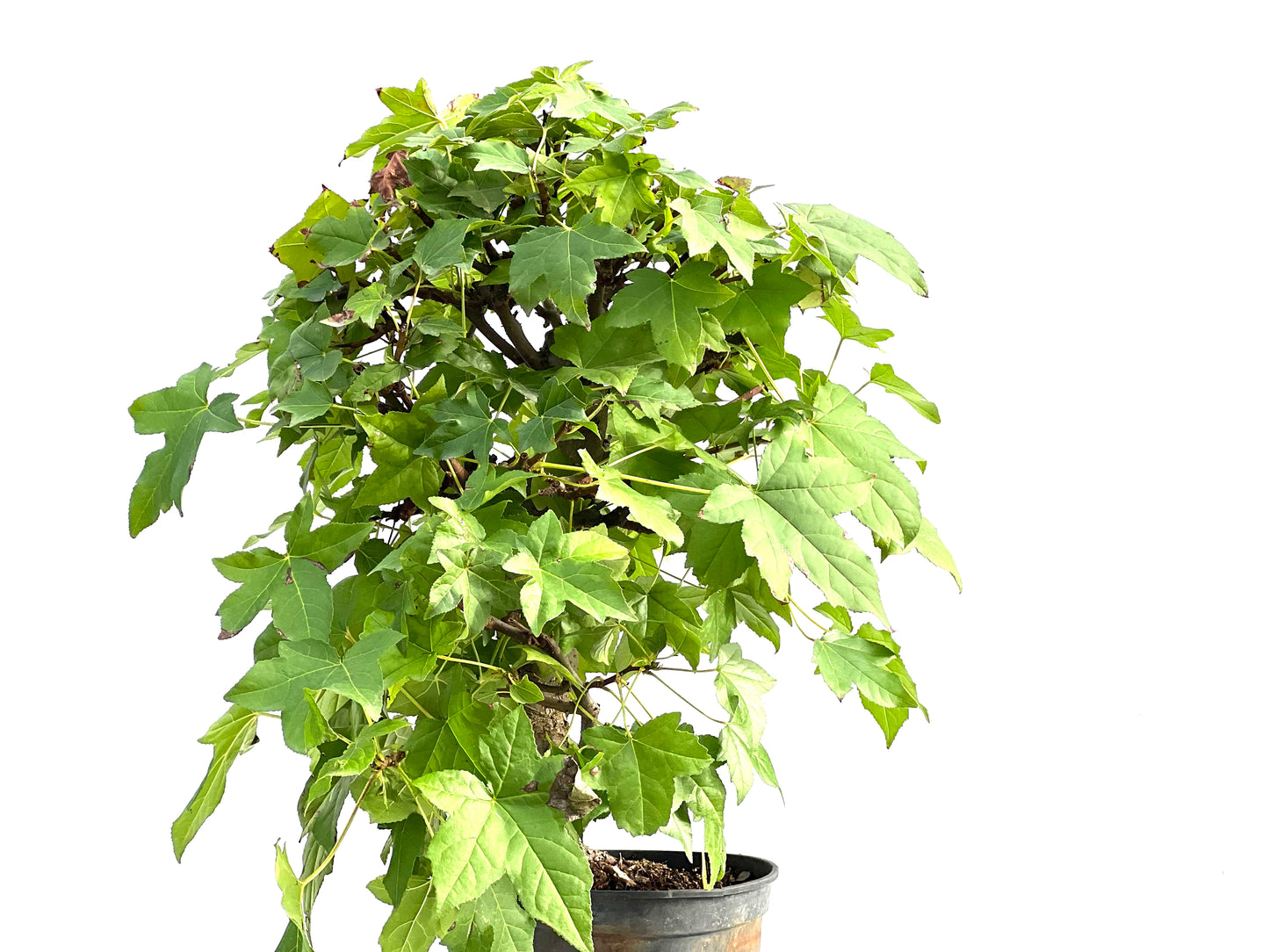Liquidambar Formosana 2861
