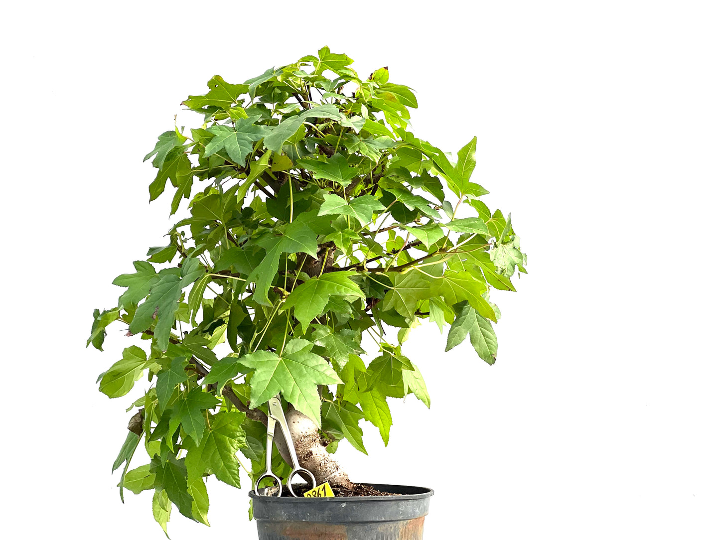 Liquidambar Formosana 2861