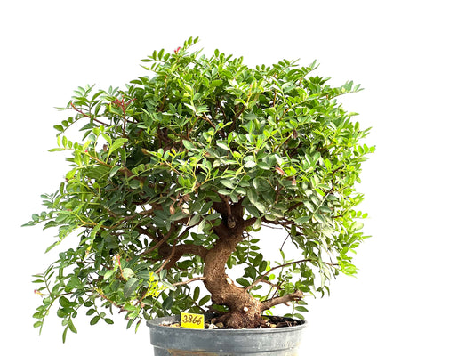 Pistacia Lentiscus 2866