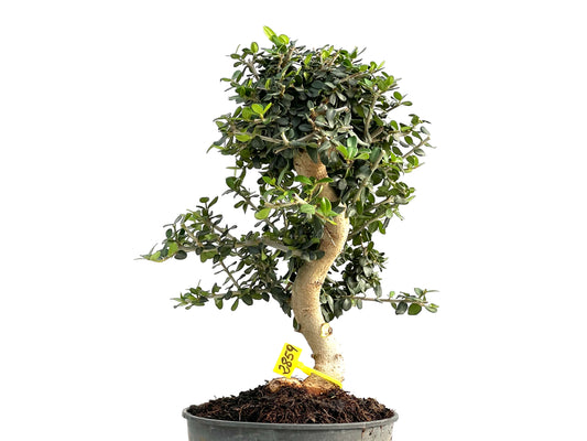 Olea Europaea Sylvestris 2859