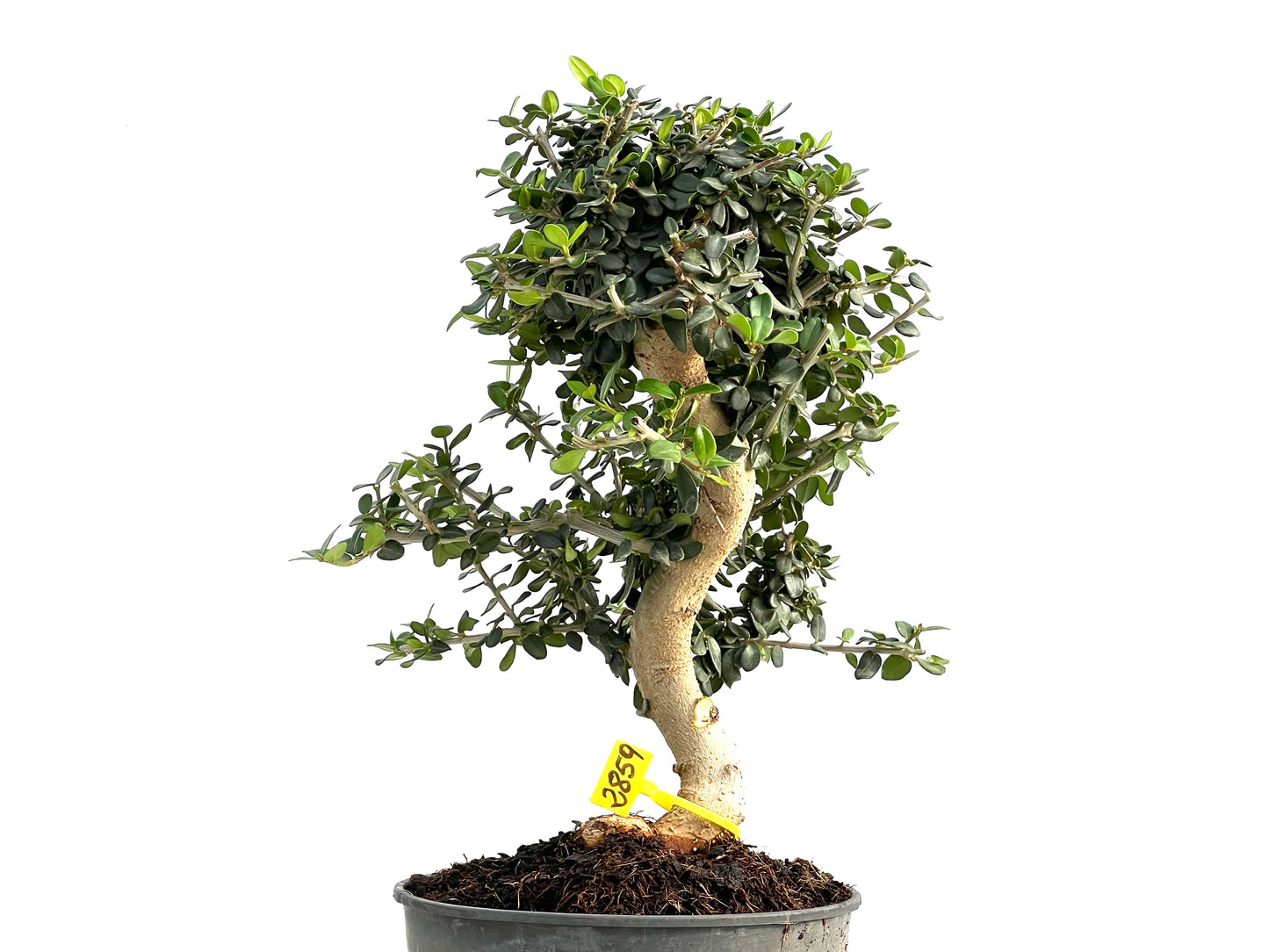 Olea Europaea Sylvestris 2859