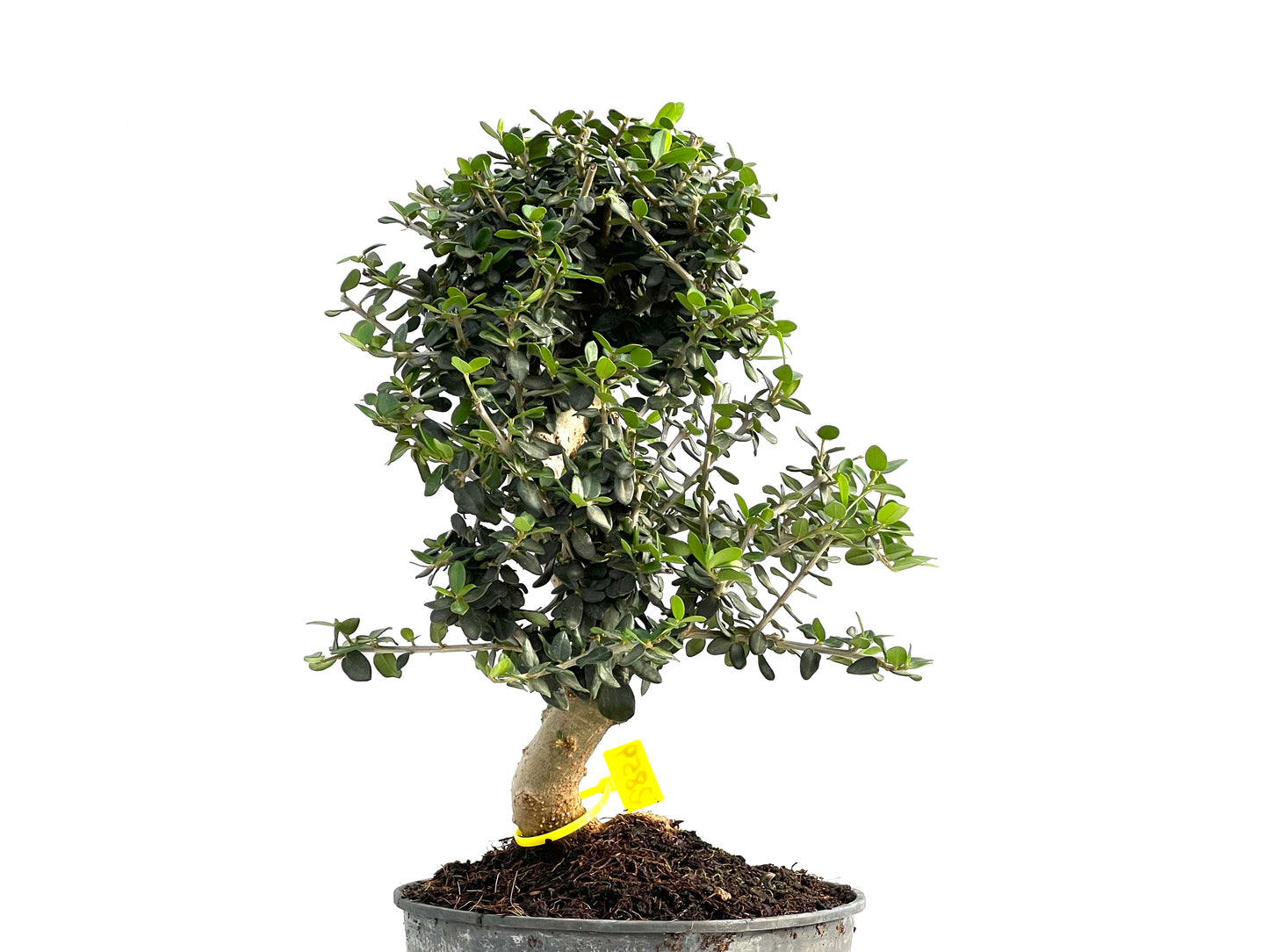 Olea Europaea Sylvestris 2859
