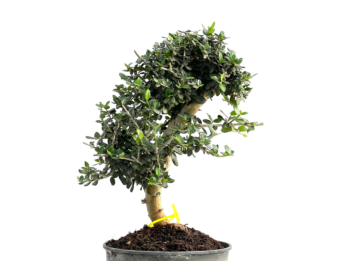 Olea Europaea Sylvestris 2859