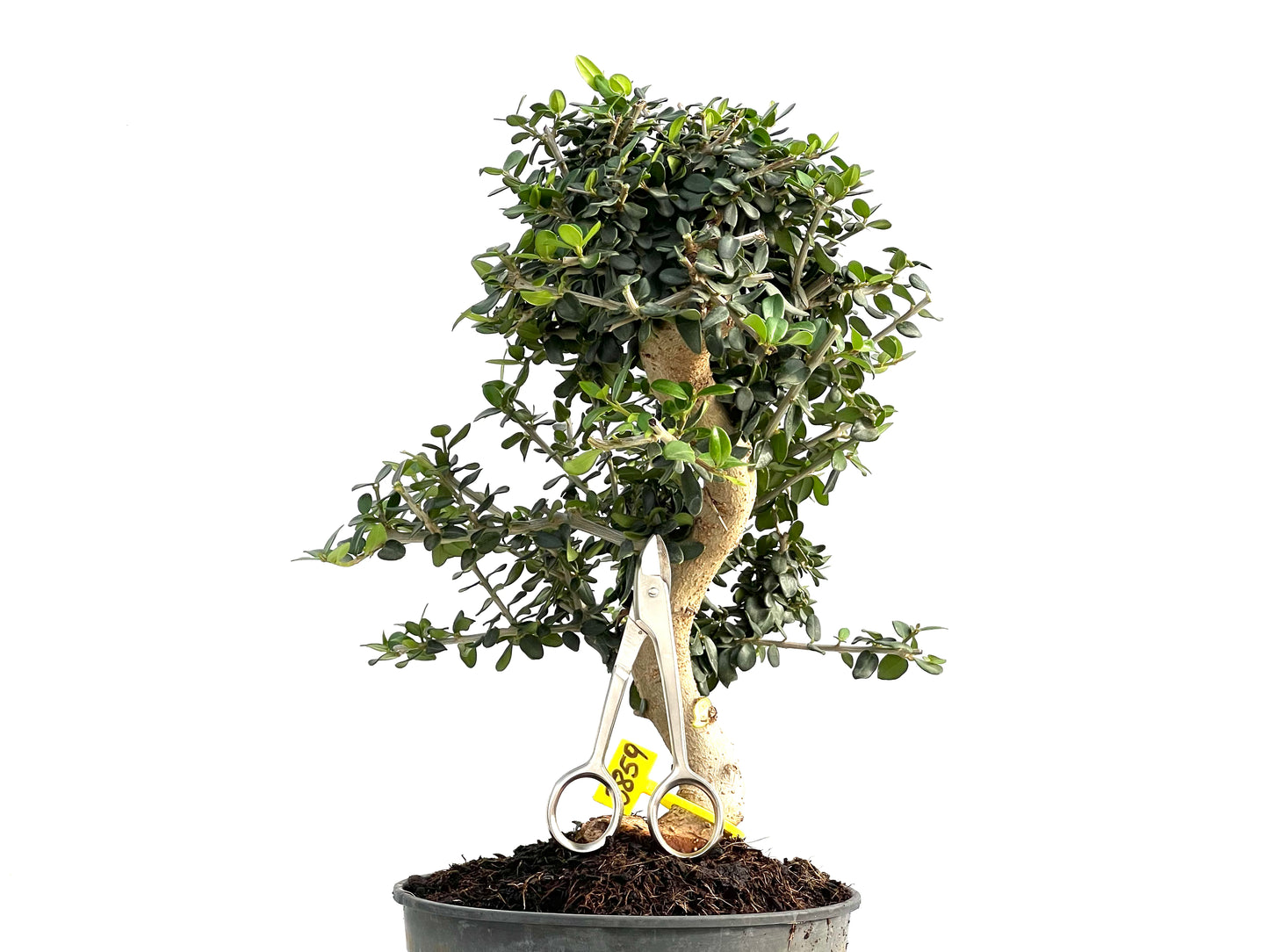 Olea Europaea Sylvestris 2859