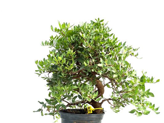 Pistacia Lentiscus 2870