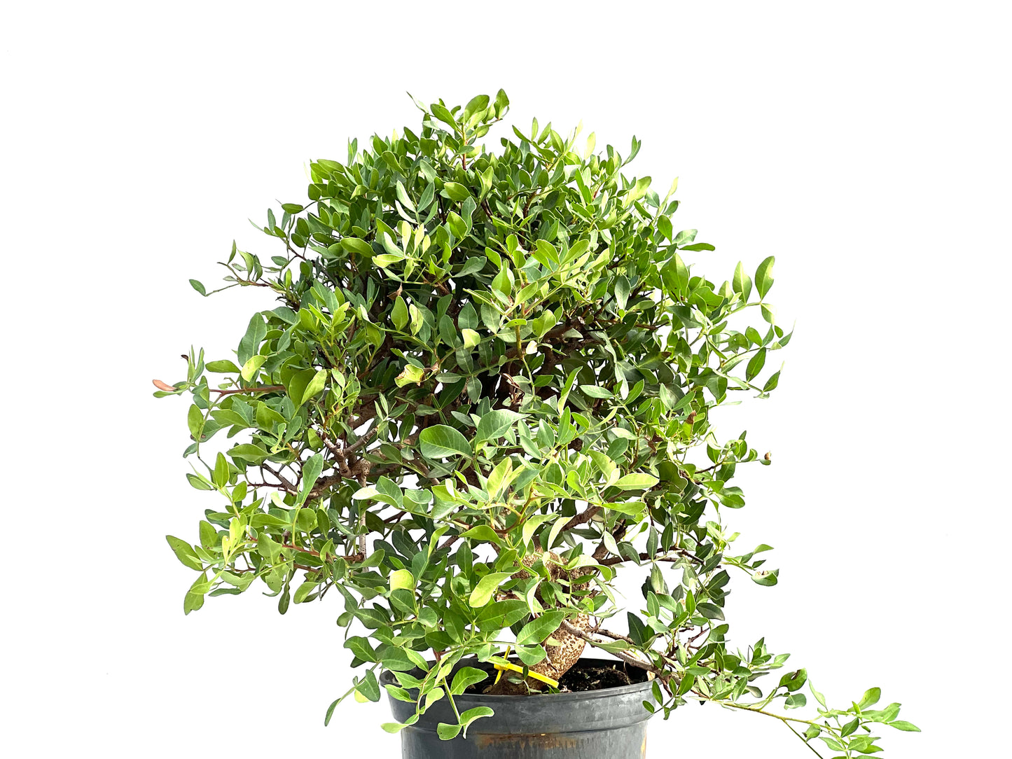 Pistacia Lentiscus 2870