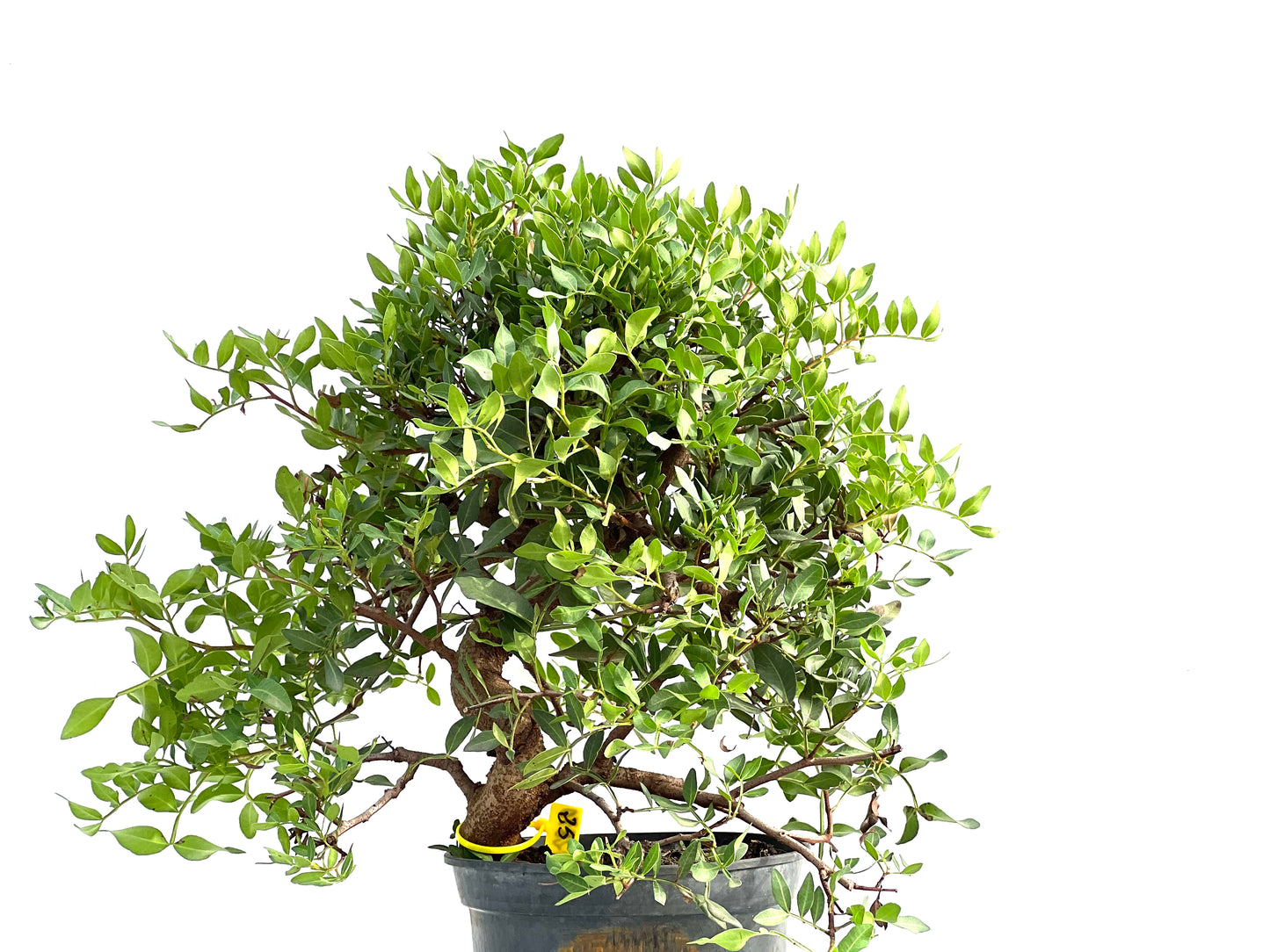 Pistacia Lentiscus 2870
