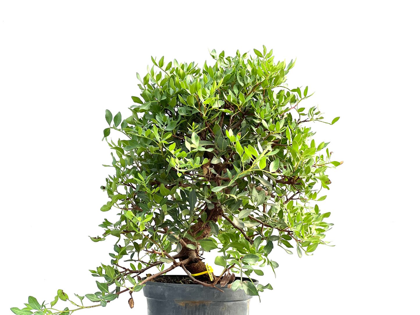 Pistacia Lentiscus 2870