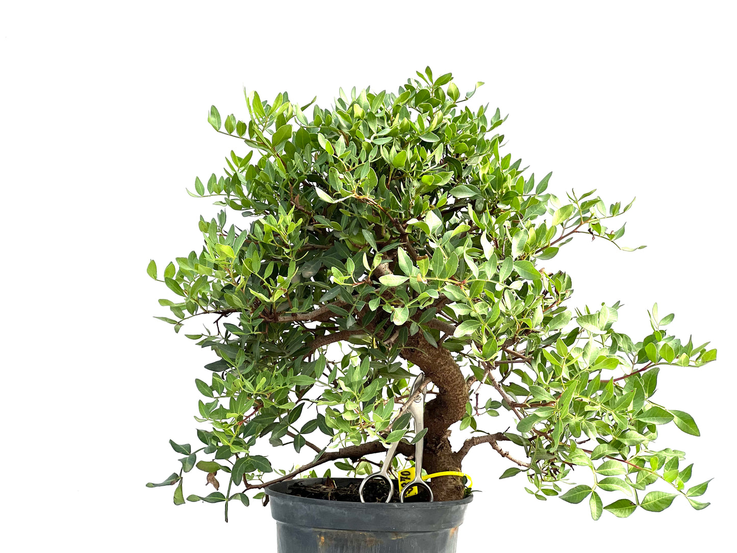 Pistacia Lentiscus 2870
