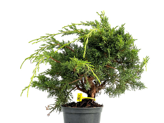 Juniperus Chinensis Kyushu 2911